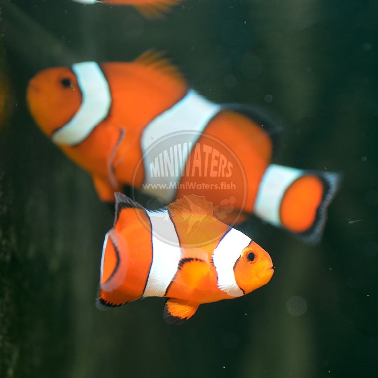 orange clownfish squishmallow