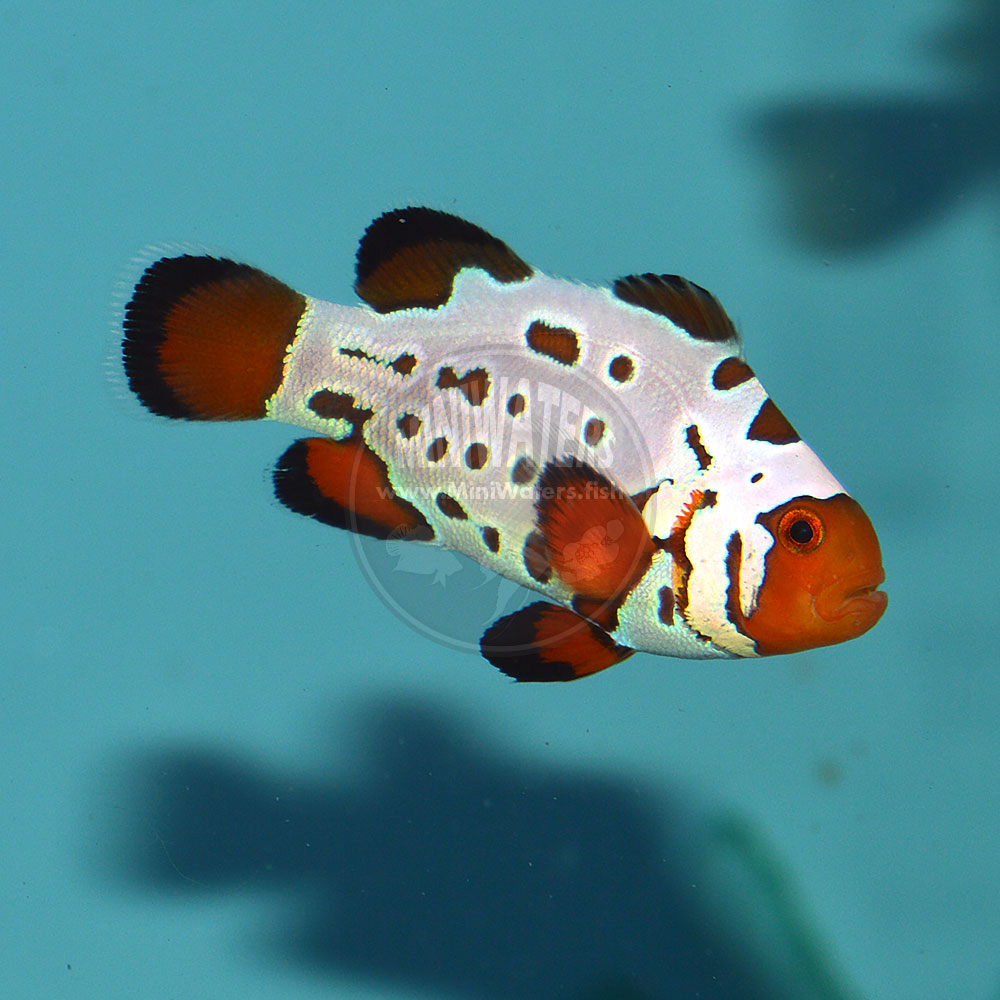 clownfish for sale