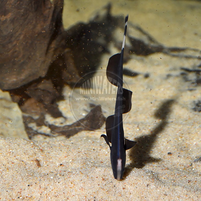 Apteronotus Albifrons "Black Ghost Knifefish", Captive Bred - Shop ...