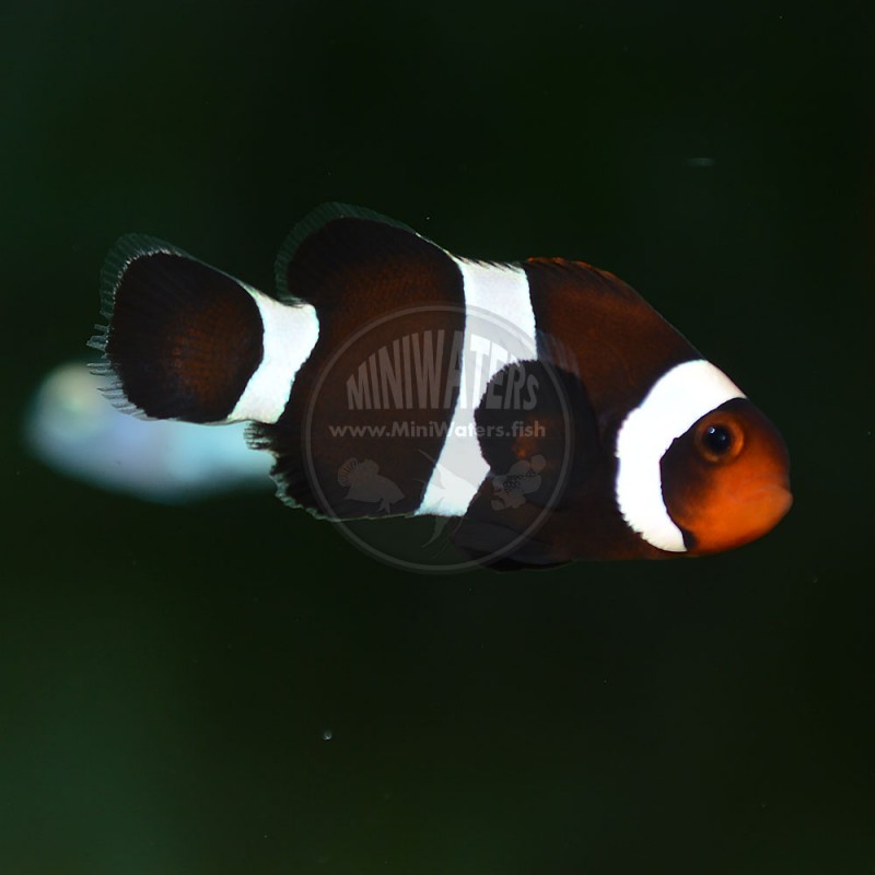 Amphiprion sp. "Darwin Black" Clownfish; "True" Black Ocellaris