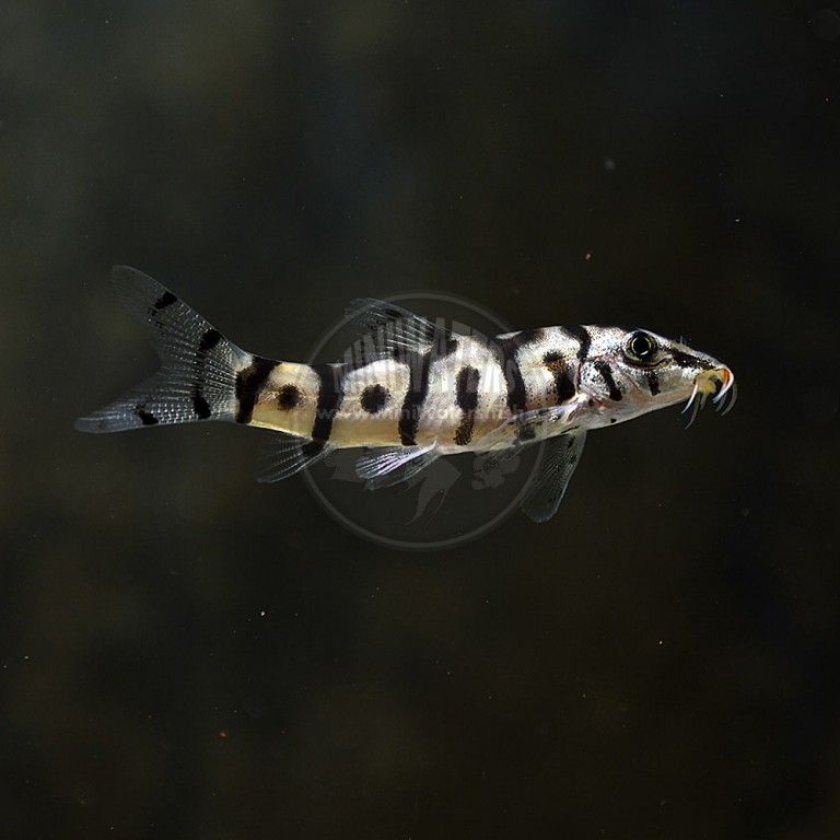 Botia lohachata "Yo Yo Loach" Shop MiniWaters.FISH Online Aquarium