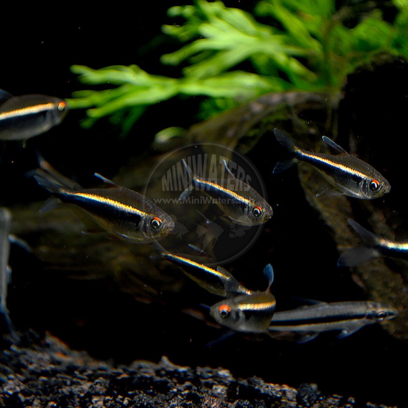 Hyphessobrycon herbertaxelrodi "Black Neon Tetra" Shop MiniWaters