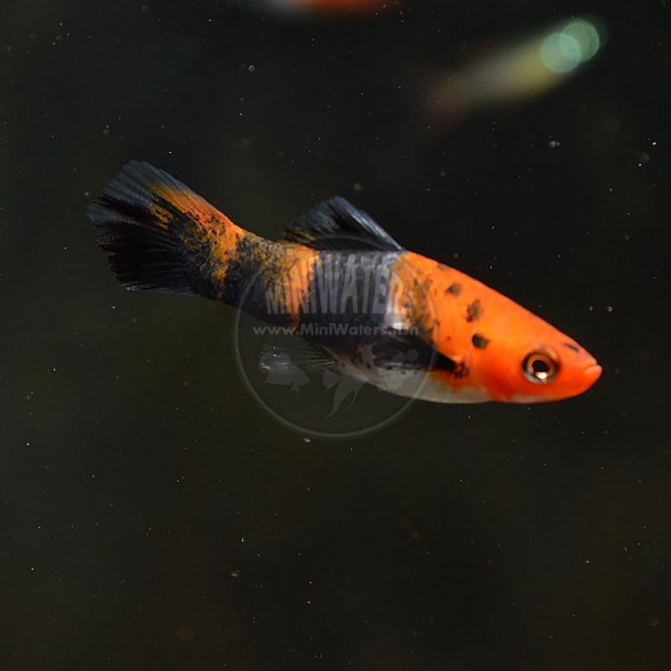 Xiphophorus Helleri Hybrid Showa Sanke Koi Swordtail Shop