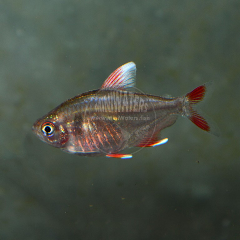 Axelrodia riesei “Ruby Tetra” - Shop MiniWaters.FISH - Online Aquarium