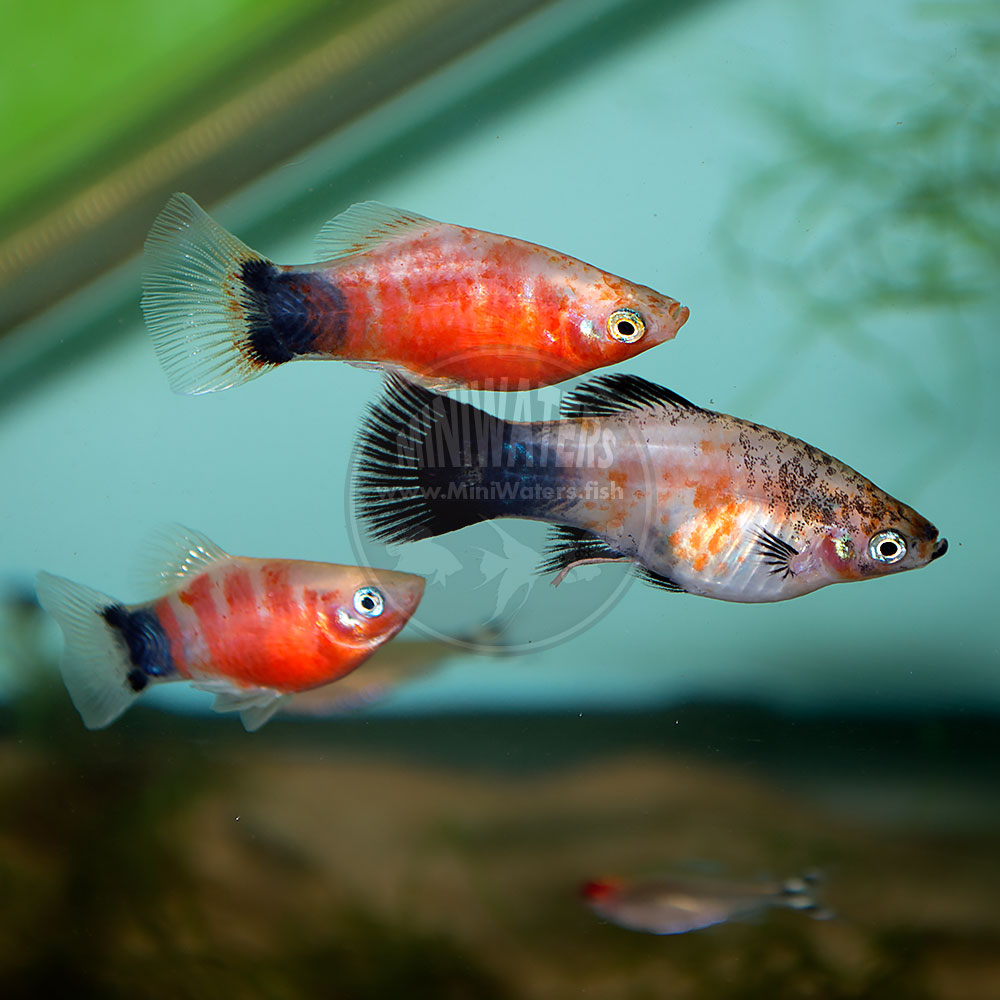 Blue Platy For Sale Online 51