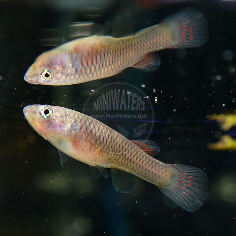 Aphyosemion Striatum Red Striped Killifish Shop Miniwaters Fish