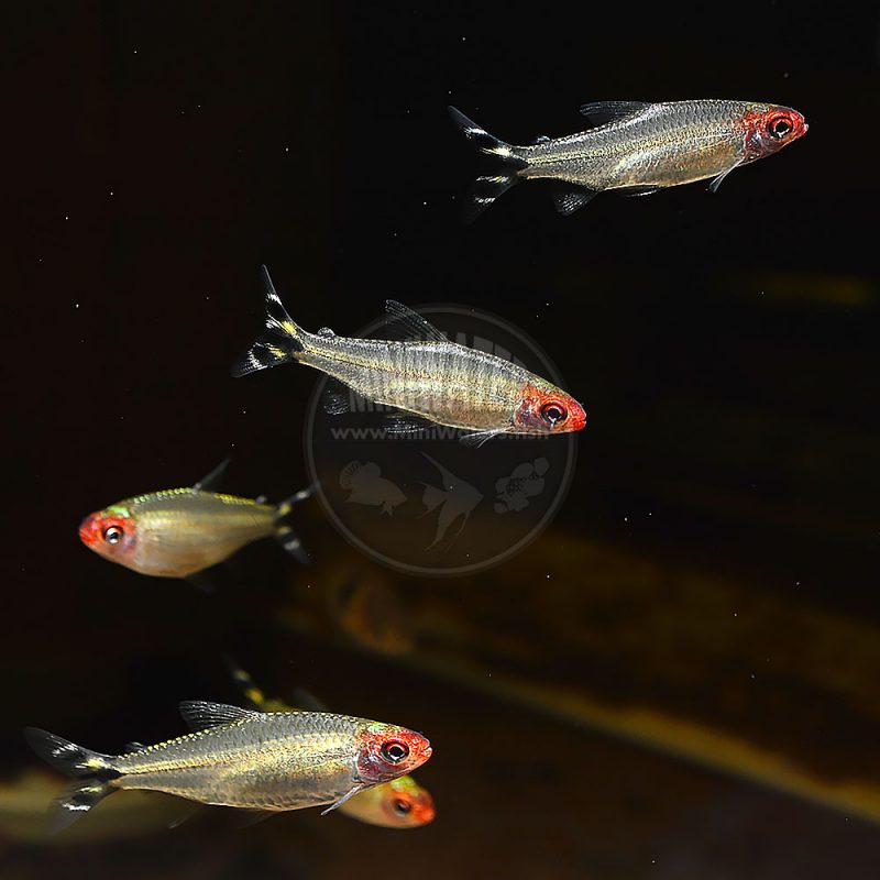 Hemigrammus bleheri "Rummynose Tetra" Shop MiniWaters.FISH Online