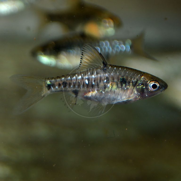 Oerichthys crenuchoides "Drape Fin Barb" Shop MiniWaters.FISH
