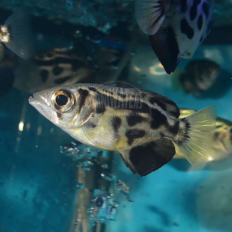 Toxotes Blythii Clouded Archerfish Shop Miniwaters Fish Online