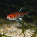 Axelrodia riesei “Ruby Tetra” – Shop MiniWaters.FISH – Online Aquarium