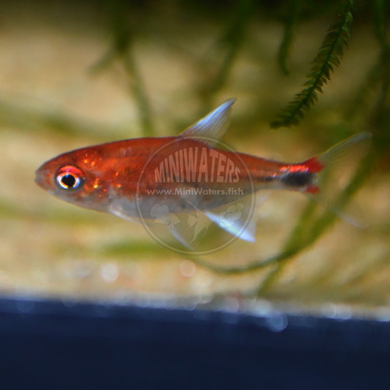 Axelrodia riesei “Ruby Tetra” - Shop MiniWaters.FISH - Online Aquarium