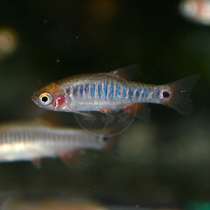 Brachydanio tinwini "Gold Ring Danio" Shop MiniWaters.FISH Online