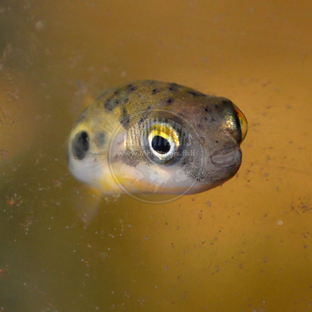 Carinotetraodon travancoricus "Dwarf Pea Puffer / Malabar Puffer