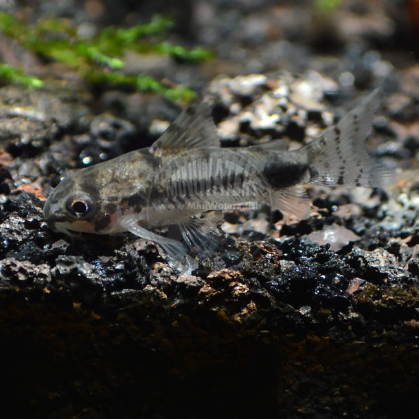 Corydoras habrosus "Pygmy / Salt & Pepper" Cory Catfish Shop MiniWaters.FISH Online Aquarium