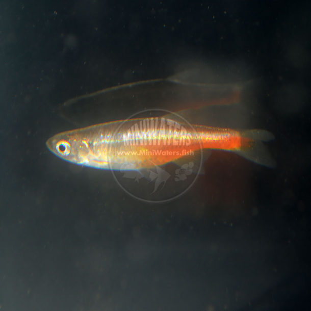 Brachydanio tinwini "Gold Ring Danio" Shop MiniWaters.FISH Online