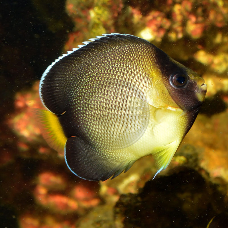 Apolemicthys Xanthurus Cream Angelfish Captive Bred Shop