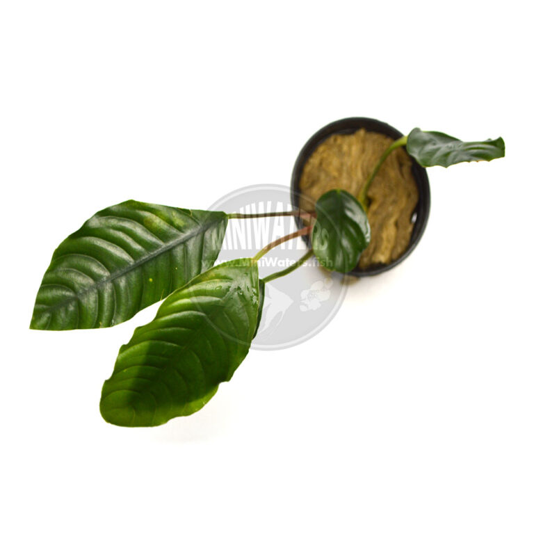 Anubias Barteri Var Coffeefolia Coffee Leaved Anubias Shop