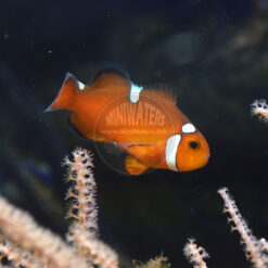 Amphiprion ocellaris "Nearly Naked"