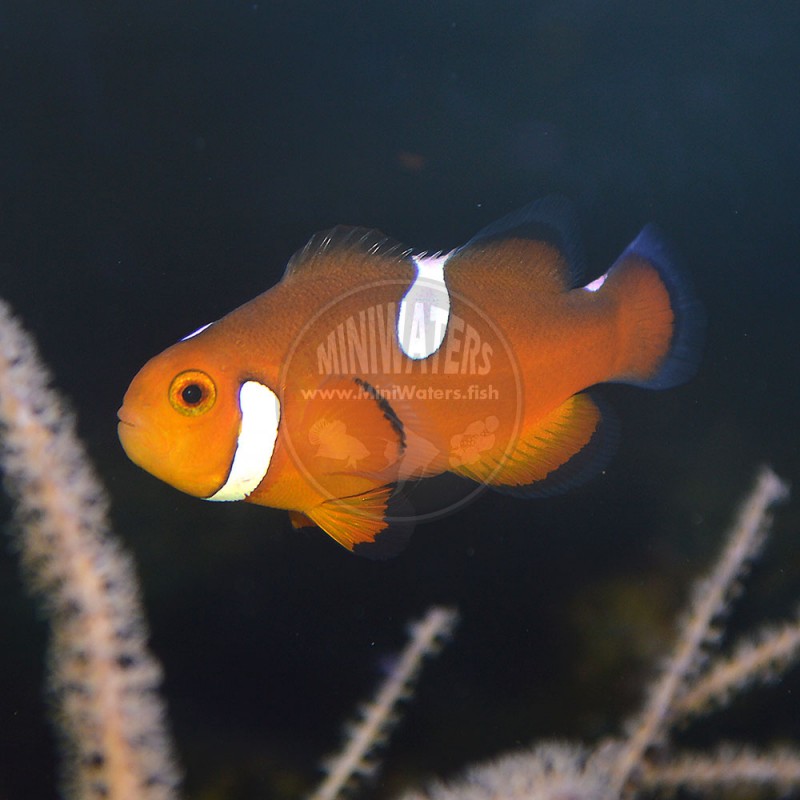 Amphiprion Ocellaris Nearly Naked Clownfish Shop MiniWaters FISH Online Aquarium