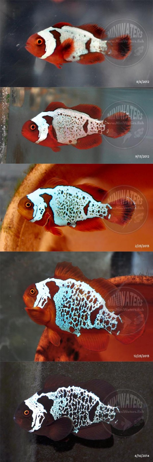 This single fish was tracked over 2 years to show how the pattern of a Lightning Maroon Develops. Solid white bars today, as young fish, can turn into incredibly lacy and intricate patterns as the fish grow and mature. Your Lightning Maroon Clownfish will never look quite the same on every day of its life.