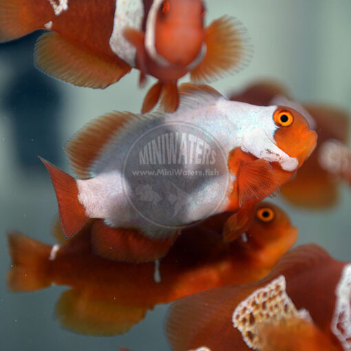 Premnas biaculeatus 'Lightning Maroon Clownfish" PNG, Ultra Grade, F2, Juvenile