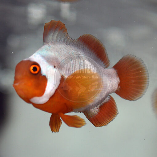 Premnas biaculeatus 'Lightning Maroon Clownfish" PNG, Ultra Grade, F2, Juvenile