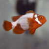 Premnas biaculeatus 'Lightning Maroon Clownfish" PNG, Premium Grade, F2, juvenile