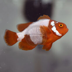 Premnas biaculeatus 'Lightning Maroon Clownfish" PNG, Premium Grade, F2, juvenile