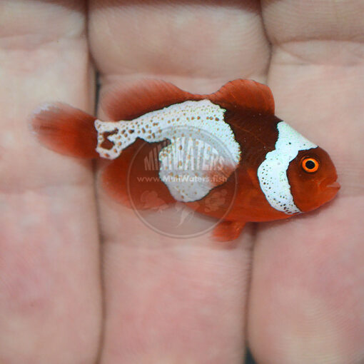 Premnas biaculeatus "Lightning Maroon Clownfish" PNG, Premium Grade