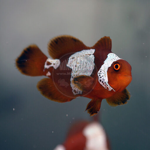 Premnas biaculeatus 'Lightning Maroon Clownfish" PNG, Standard Grade, F2, juvenile