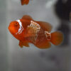 Premnas biaculeatus 'Lightning Maroon Clownfish" PNG, Standard Grade, F2, juvenile