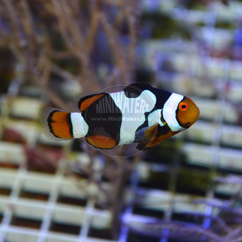 Amphiprion Sp Darwin Midnight Black Ocellaris Clownfish Shop Miniwaters Fish Online