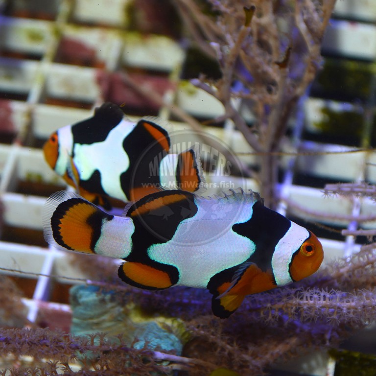 Amphiprion Ocellaris Nearly Naked Clownfish Shop Miniwaters Fish Online Aquarium