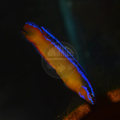 Pseudochromis aldabraensis, Neon Dottyback, SA