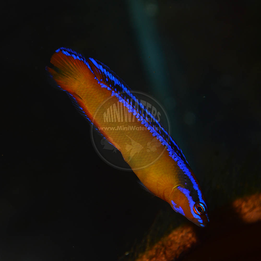 Pseudochromis aldabraensis Neon Dottyback, Captive Bred - Shop