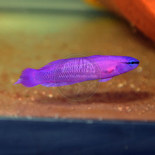 Pseudochromis fridmani, Orchid Dottyback, SA, likely female.