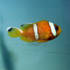 Amphiprion bicinctus "Red Sea Two-Banded Clownfish", med, SA