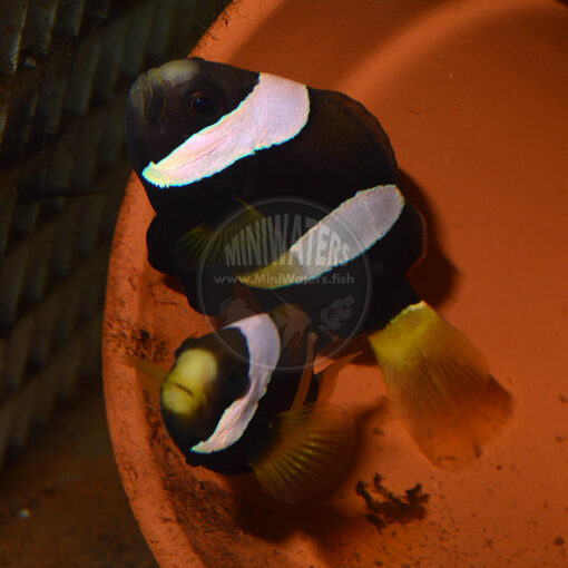 Amphiprion clarkii "Ningaloo Australian Black Clarkii Clownfish" Bonded Young Adult Pair, SA
