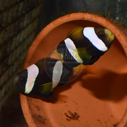 Amphiprion clarkii "Ningaloo Australian Black Clarkii Clownfish" Bonded Young Adult Pair, SA