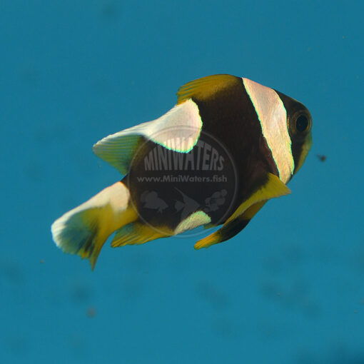 Amphiprion latifasciatus, Madagascar Clwonfish, F1, Misbar, WYSIWGY 1-22-16