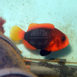 Amphiprion melanopus "Coral Sea Stripeless Cinnamon Clownfish", adult