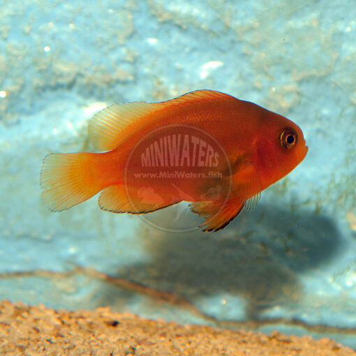 Amphiprion melanopus "Coral Sea Stripeless Cinnamon Clownfish", small juvenile