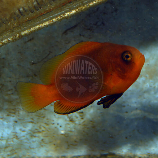 Amphiprion melanopus "Coral Sea Stripeless Cinnamon Clownfish", juvenile gaining telltale black ventral fins.