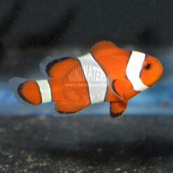 Amphiprion ocellaris "Blaze Orange" Clownfish