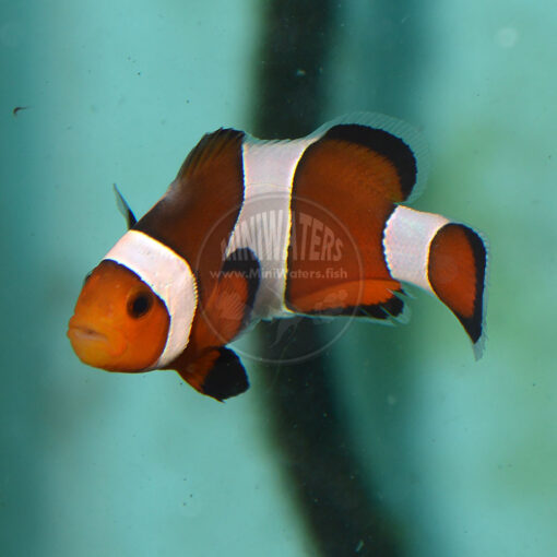 Amphiprion ocellaris "Fancy White Smudgy", WYSIWYG, left flank - 1-31-16 B