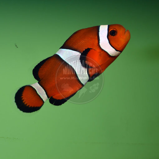 Amphiprion ocellaris "Fancy Ocellaris Clownfish"
