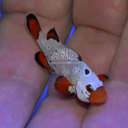 Amphiprion ocellaris "Frostbite" Clownfish, Subzero Grade