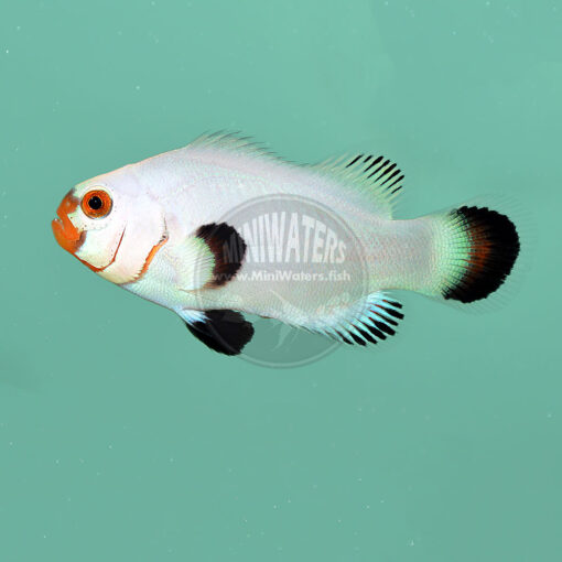 Amphiprion ocellaris "Wyoming White" Clownfish, SA