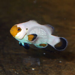 Amphiprion ocellaris "Wyoming White" from SA lineage, DA