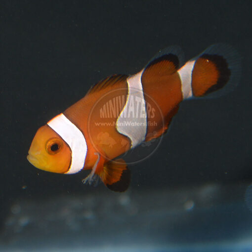 Amphiprion ocellaris "False Percula Clownfish"